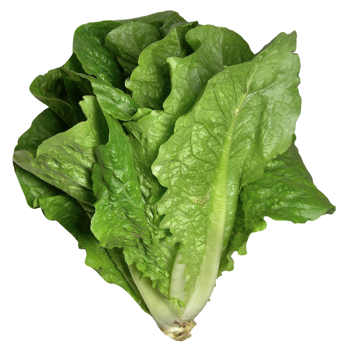 Cos lettuce (Each)