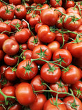 Tomato Box (10kg)