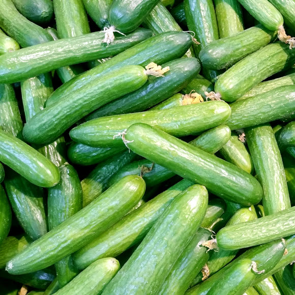 Cucumber Box (10kg)
